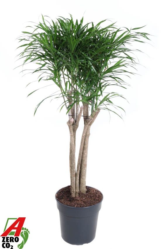 Dracaena Anita variegata multi stam P27, D 27