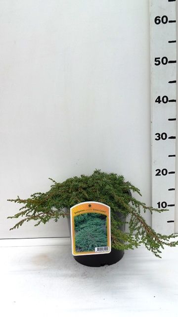 Juniperus c. 'Green Carpet', D 19 cm