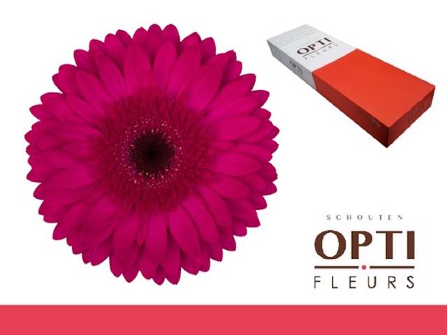 Гербера Мартини (красн.) x50, шт. Гербера Мартини (красн.) x50, шт.