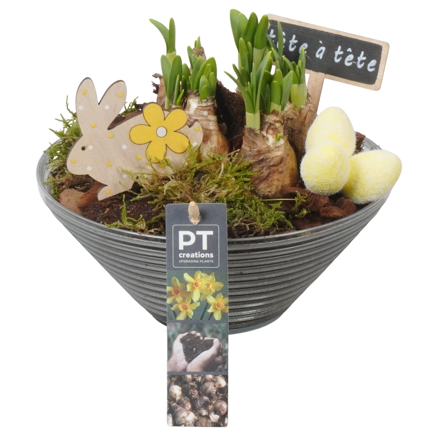 PTNP4530 Arrangement Narcissus Easter in glas schaal, D 19