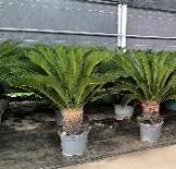 Саго цикас айрон три 35 120