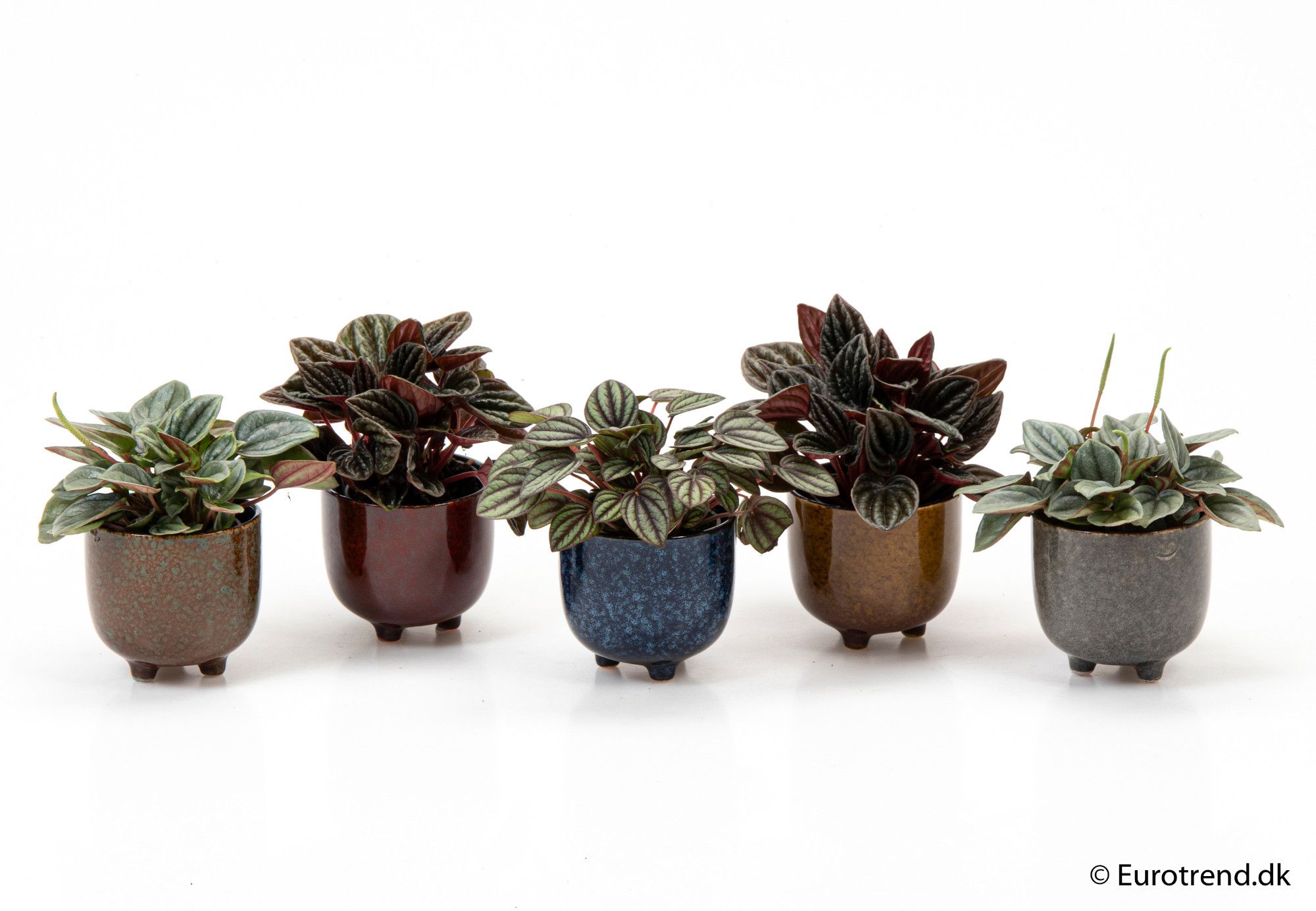 Peperomia mix in ceramic - New Look 2025, D 6