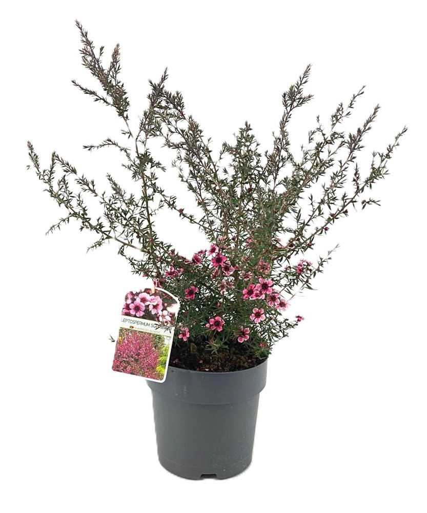 Leptospermum scoparium, D 19
