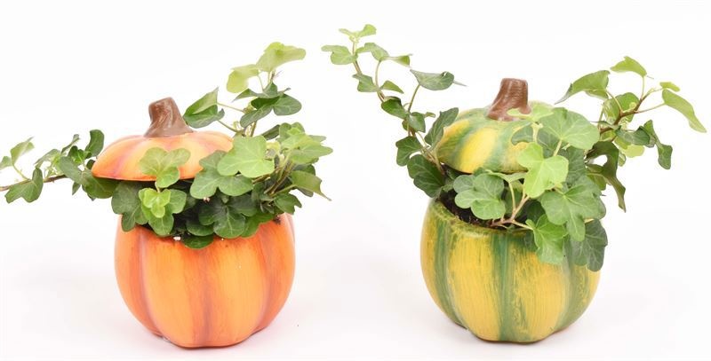 Cement pot pompoen mix 7cm, D 7