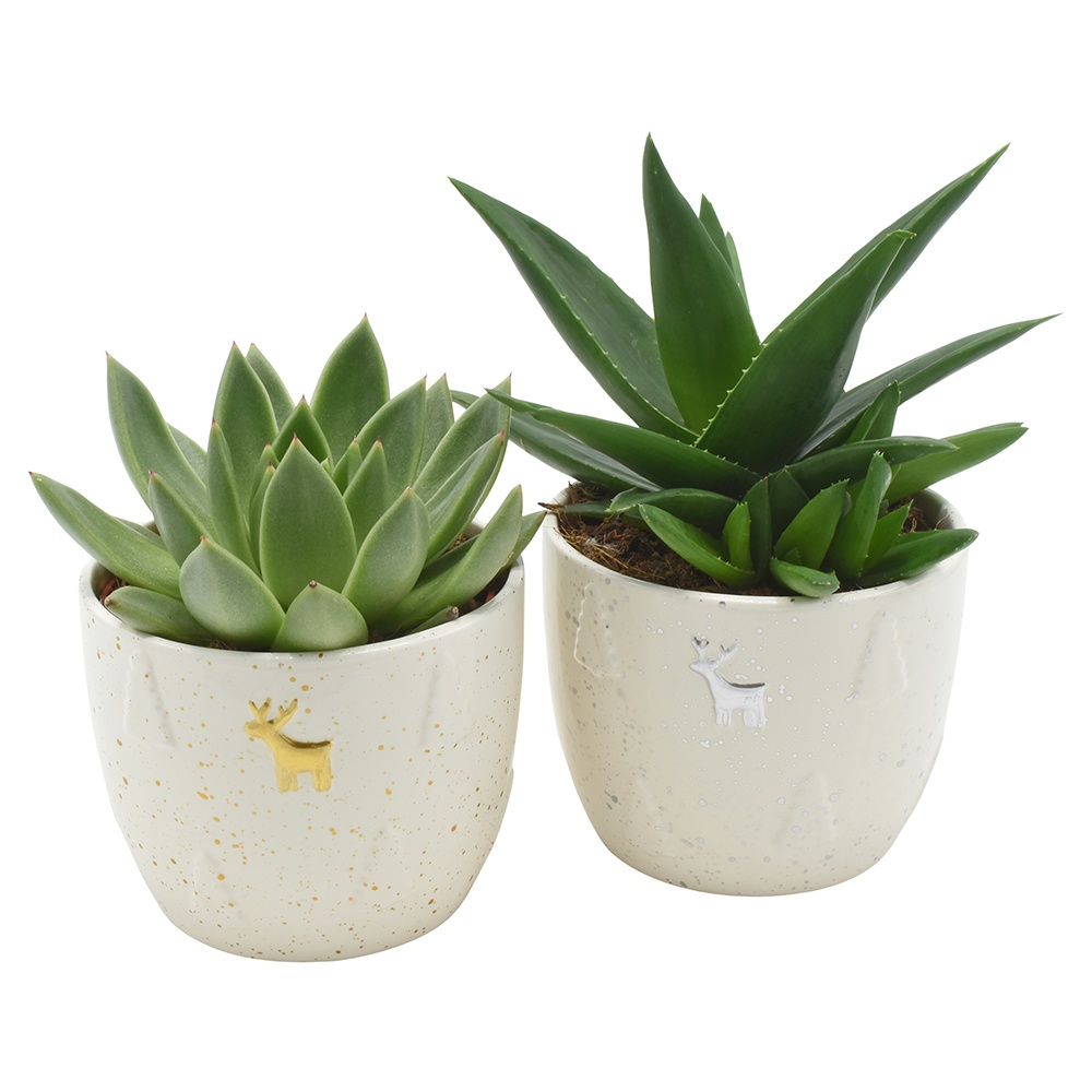 Succulent mix in Xmas Roo ceramics, D 12