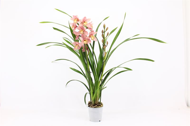 Cymbidium p12 Pink Summer 2T10+, D 12 cm