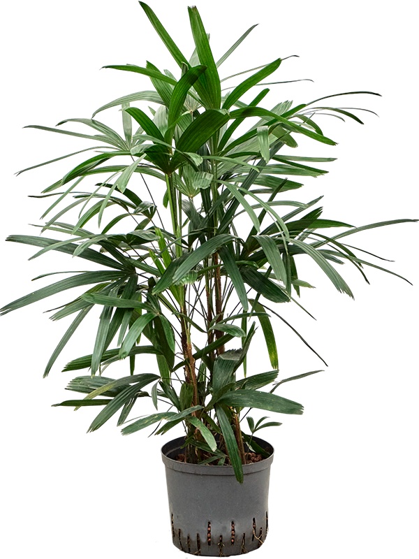 Rhapis excelsa, D 22