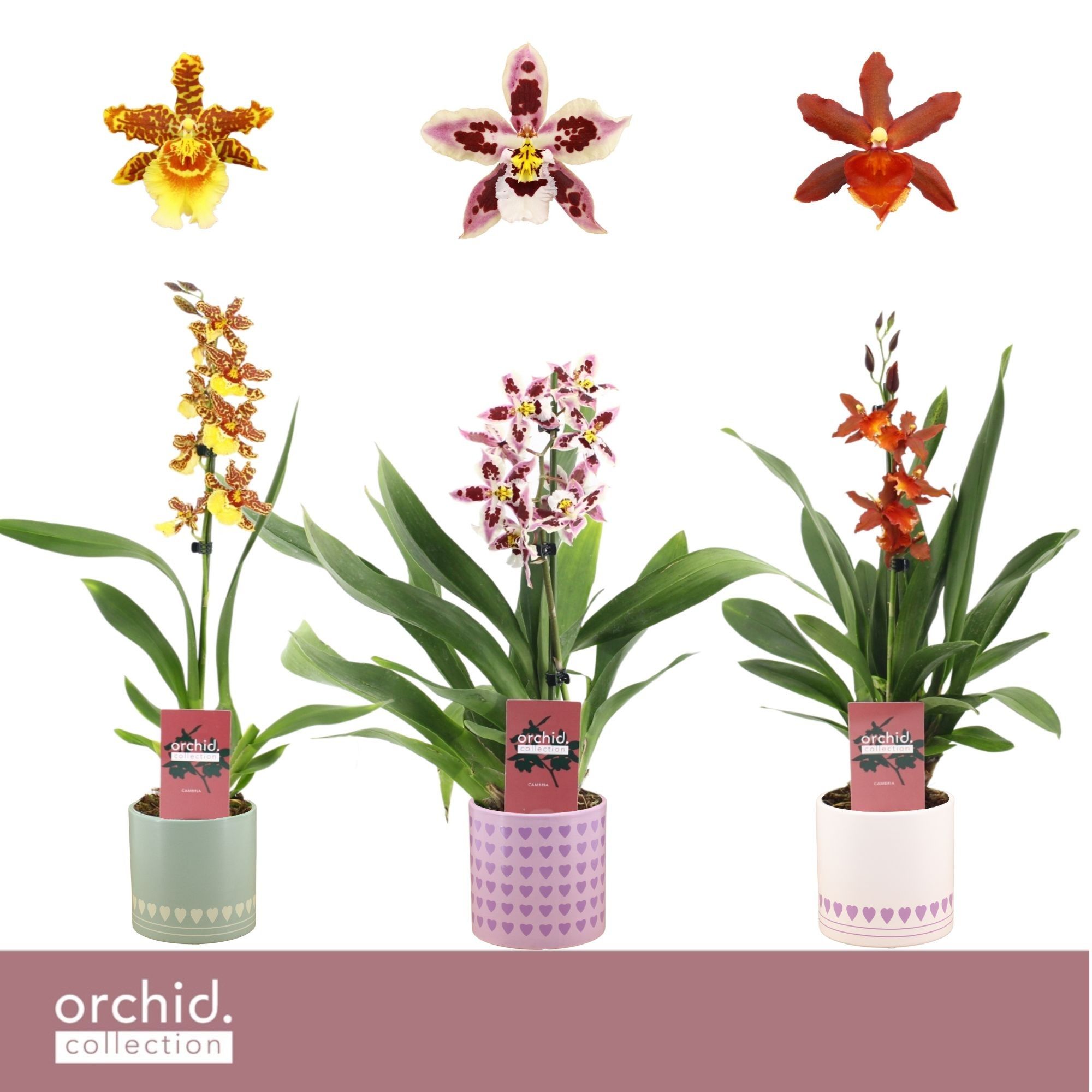 Cambria, Mix 1-spike in Horizon Love 'Orchid Collection', D 12