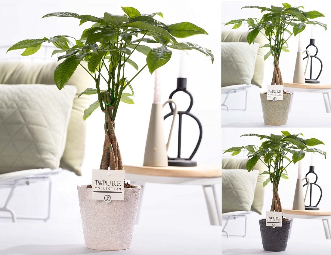 Pachira Aquatica in P&PURE ceramics Ruby ass.3, D 12