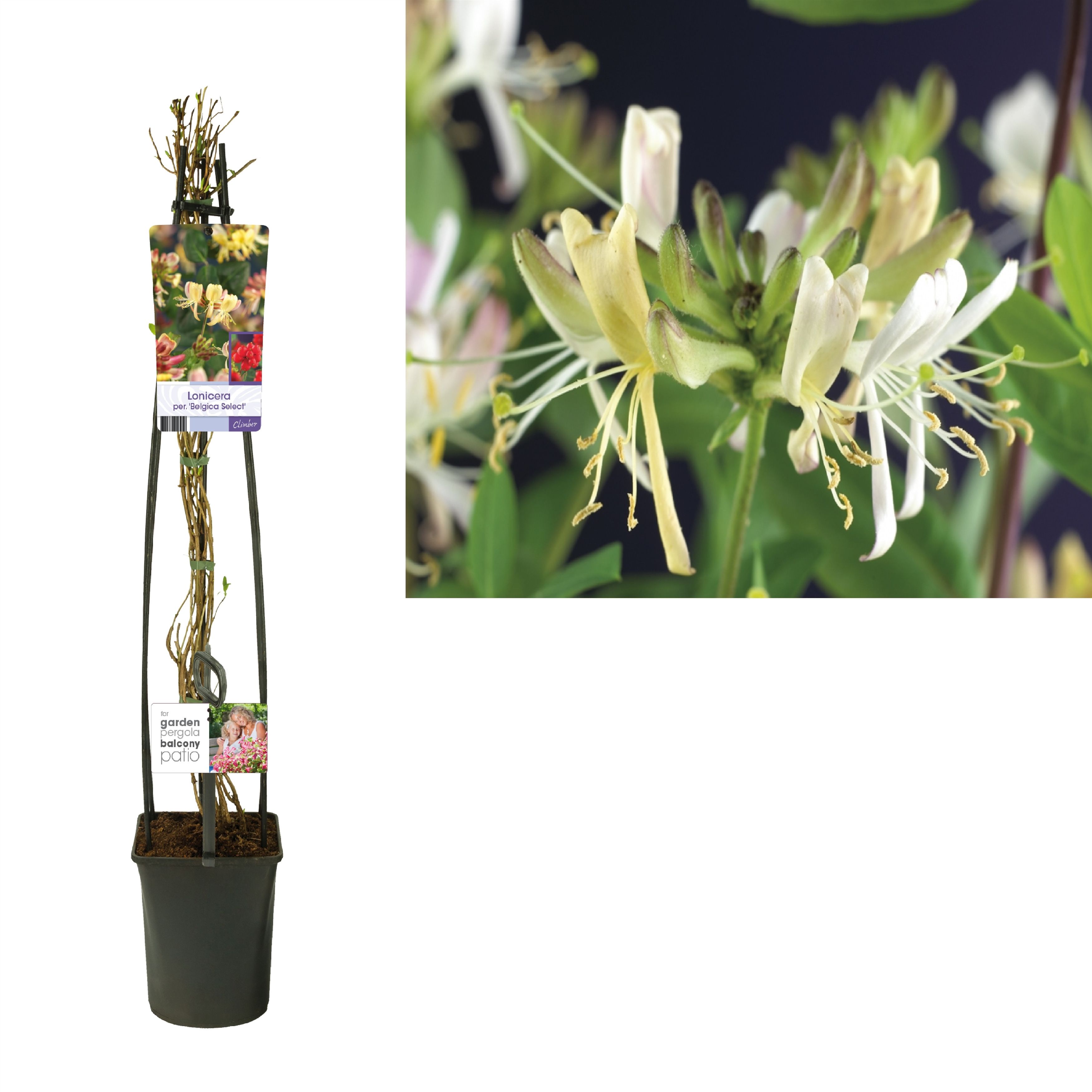 Lonicera per. 'Belgica Select' +light label, D 23