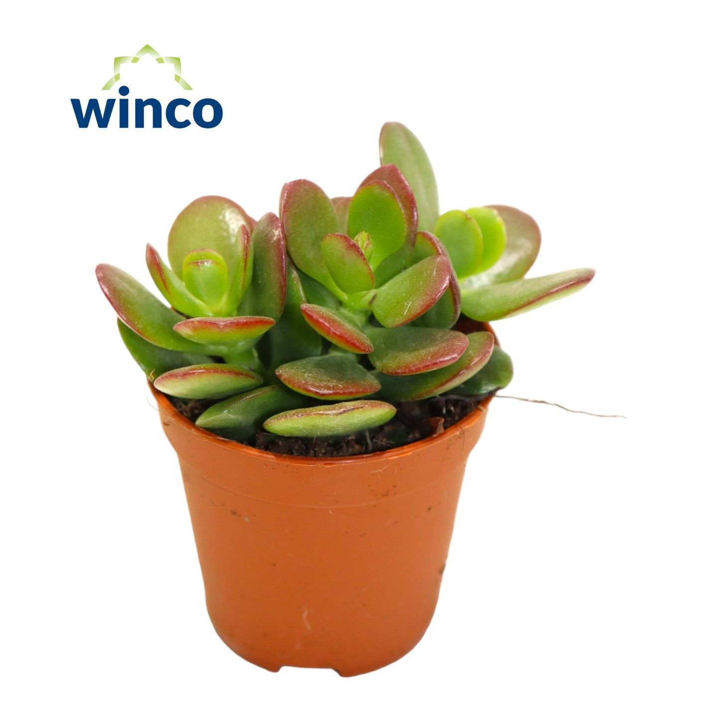 Crassula Minor, D 5,5