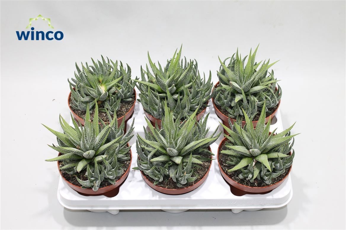 Haworthia Fasciata Concolor, D 13