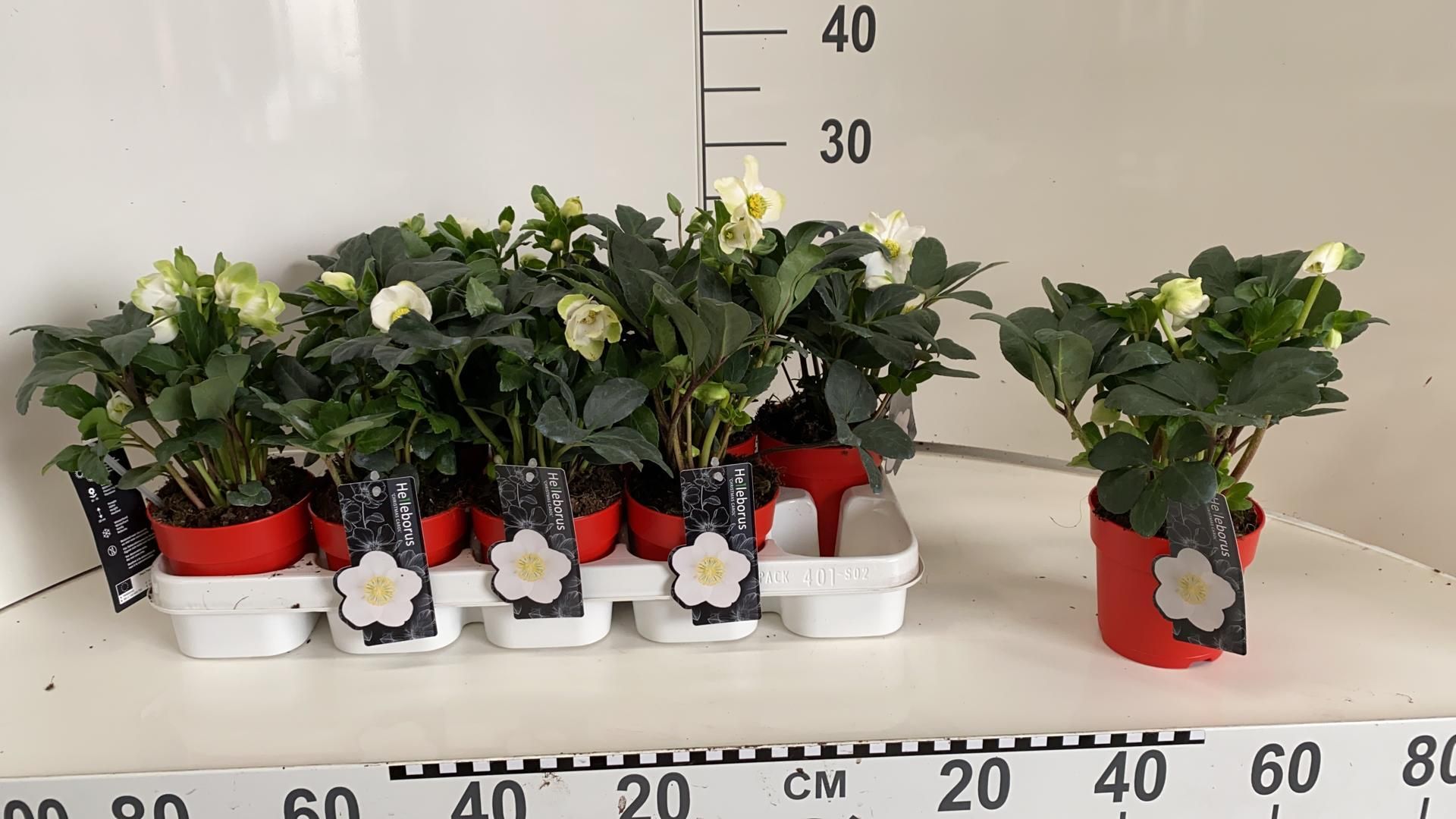 Helleborus niger 'Christmas Carol' Rode Pot, D 12 cm Helleborus niger 'Christmas Carol' Rode Pot, D 12 cm
