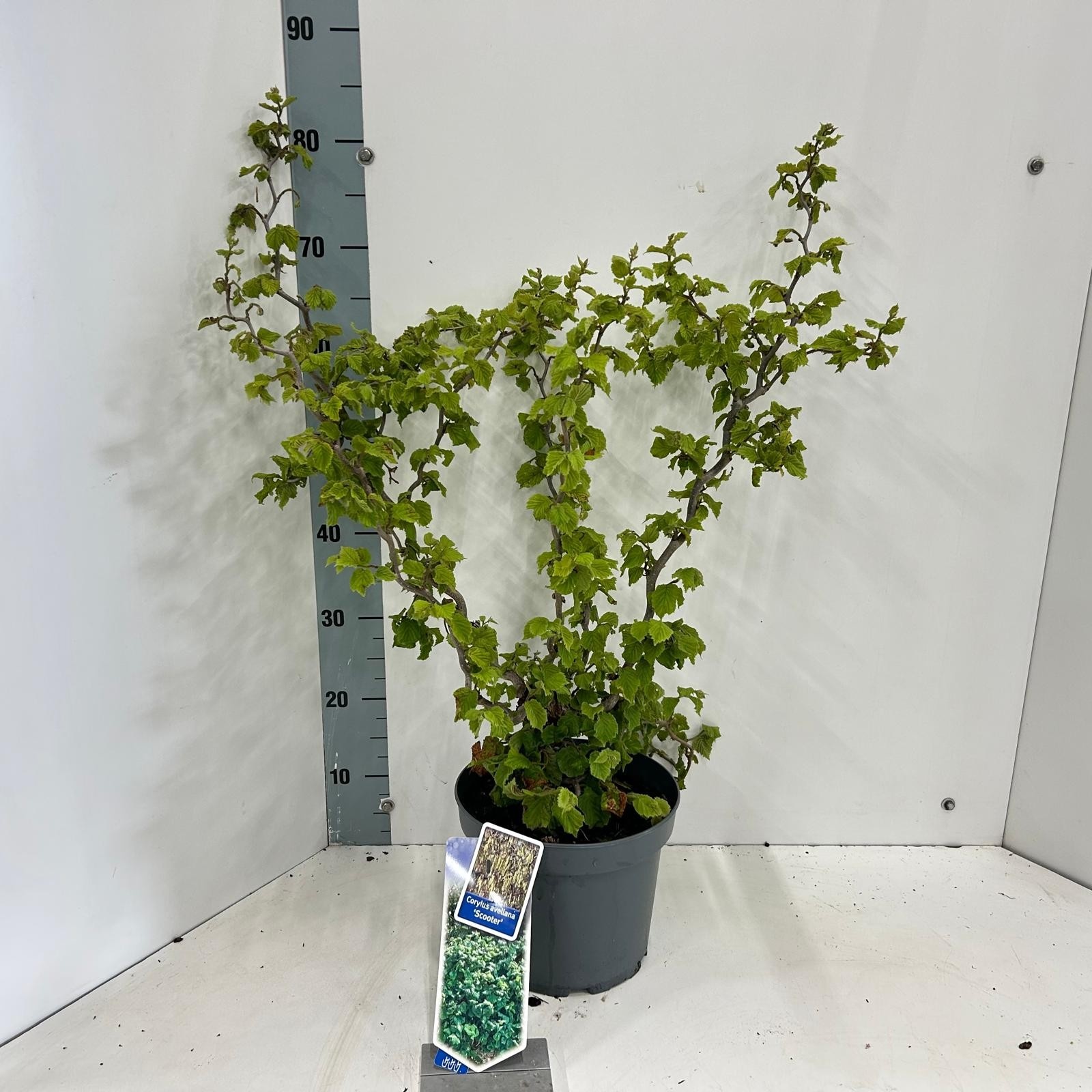 Corylus avellana 'Scooter', D 23 cm
