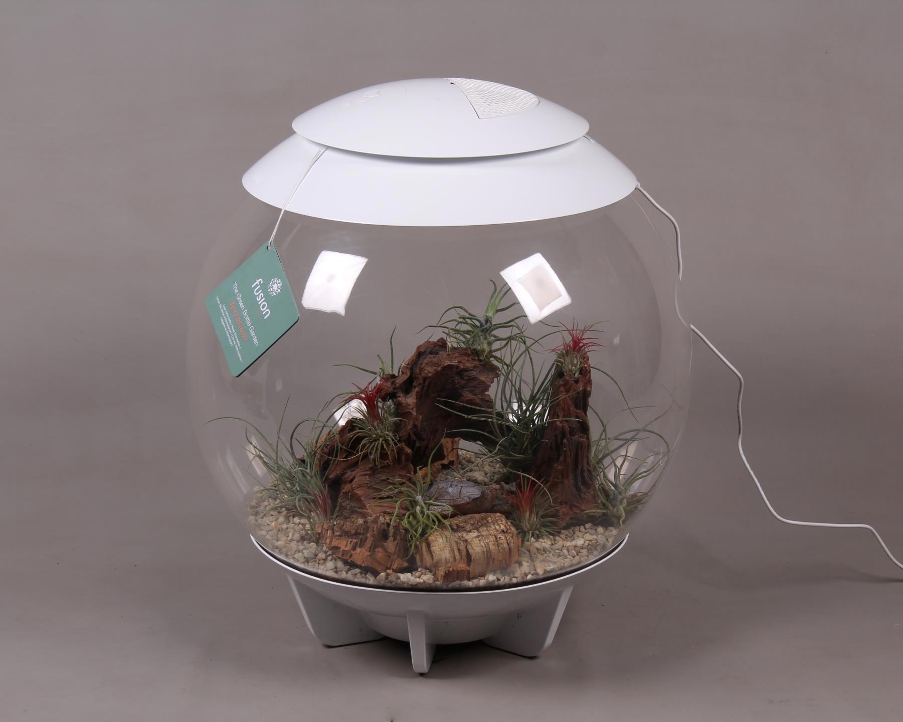 Terrarium XXL Exclusive wit met Tillandsia Airplants D45 24 uur levertijd, D 45