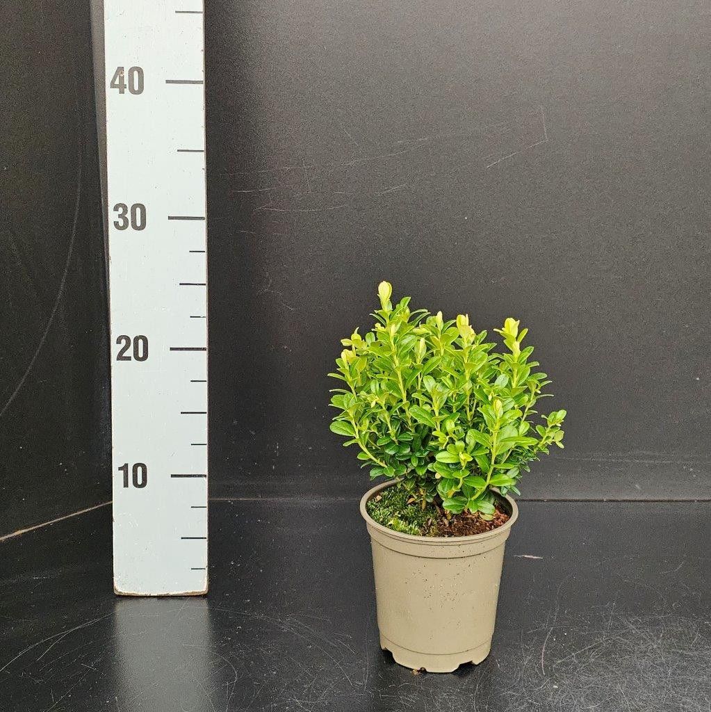 Vaccinium myrtillus, D 12 cm