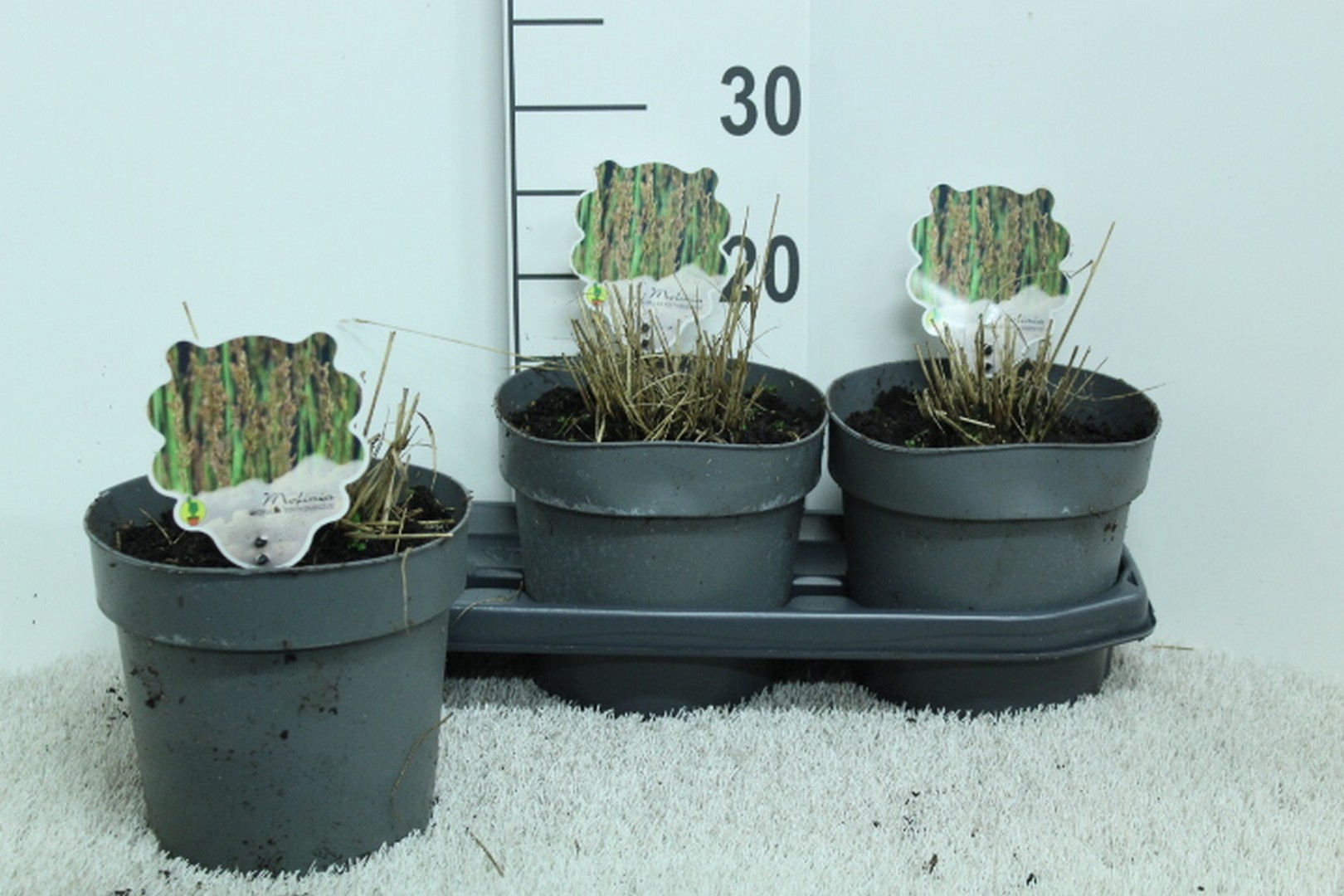 Molinia caerulea 'Edith Dudszus' P19, D 19