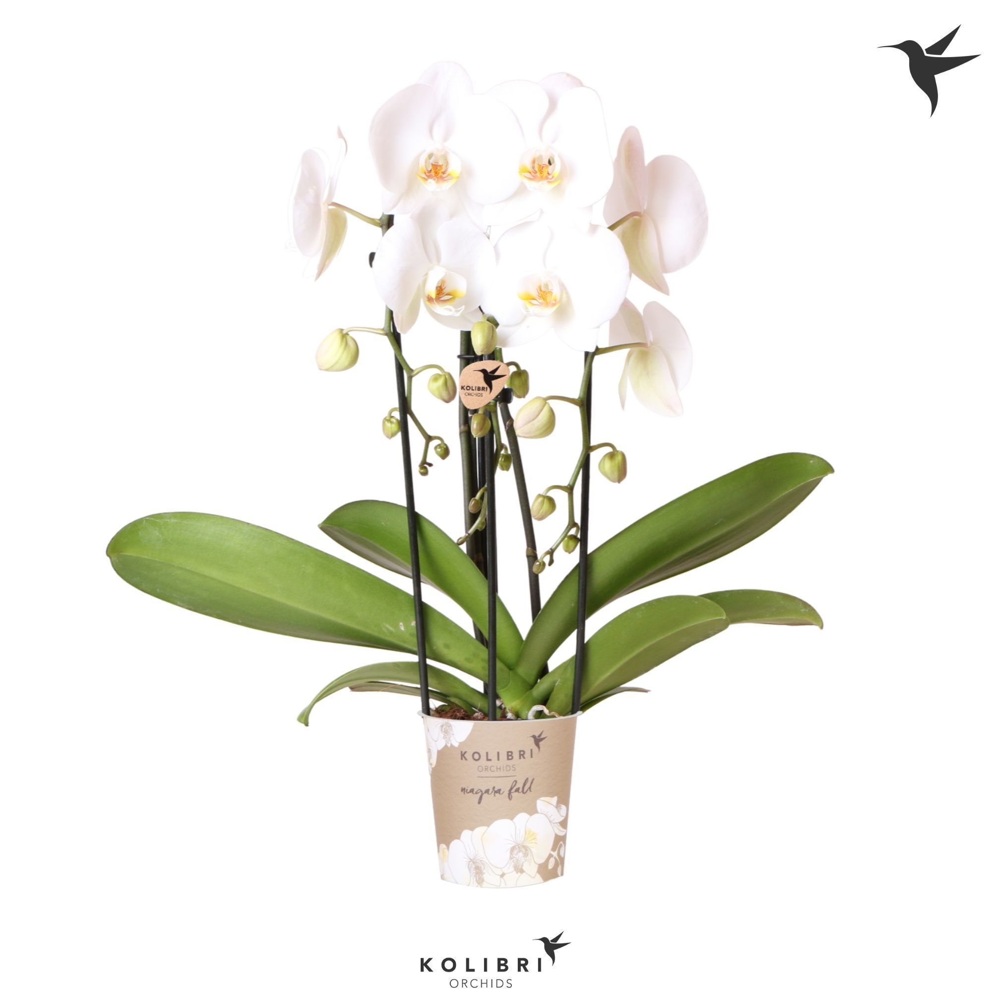 Kolibri Orchids Niagara fall 3spike white, D 12