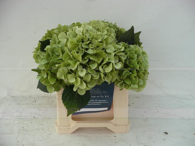 Гортензия Олд Датч Классик 40, шт.