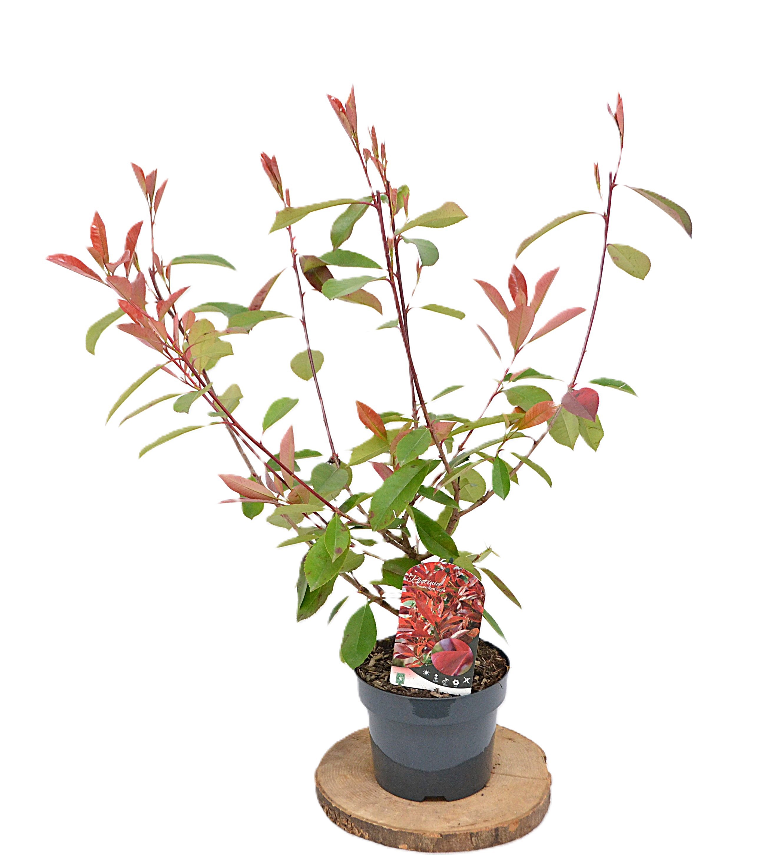 Photinia Fraseri Red Light C3, D 19
