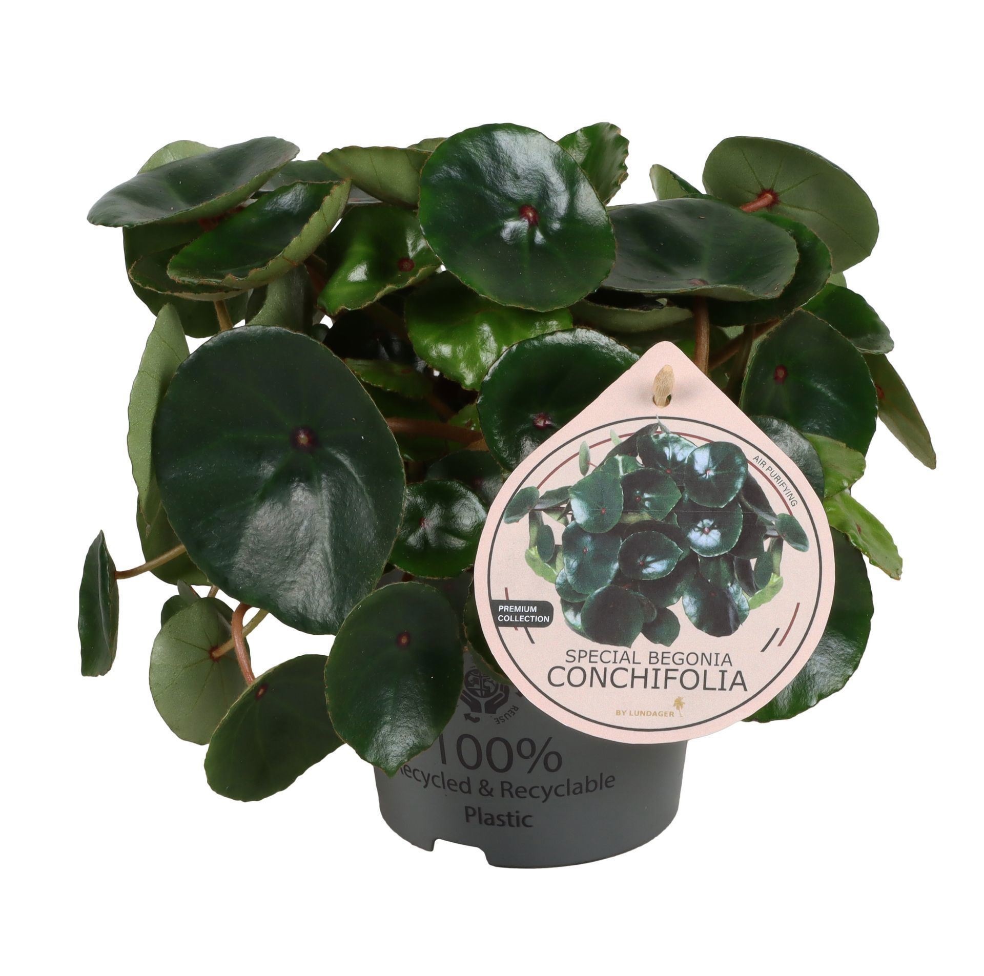 Begonia Special Conchifolia 12cm, D 12