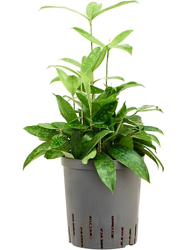 Dracaena surculosa, D 18