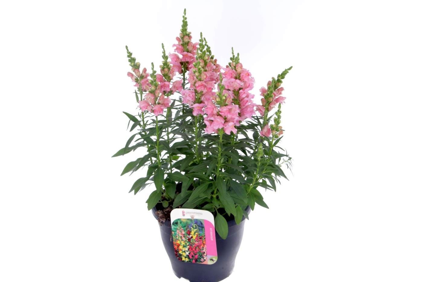 Antirrhinum Sonnet Pink, D 23