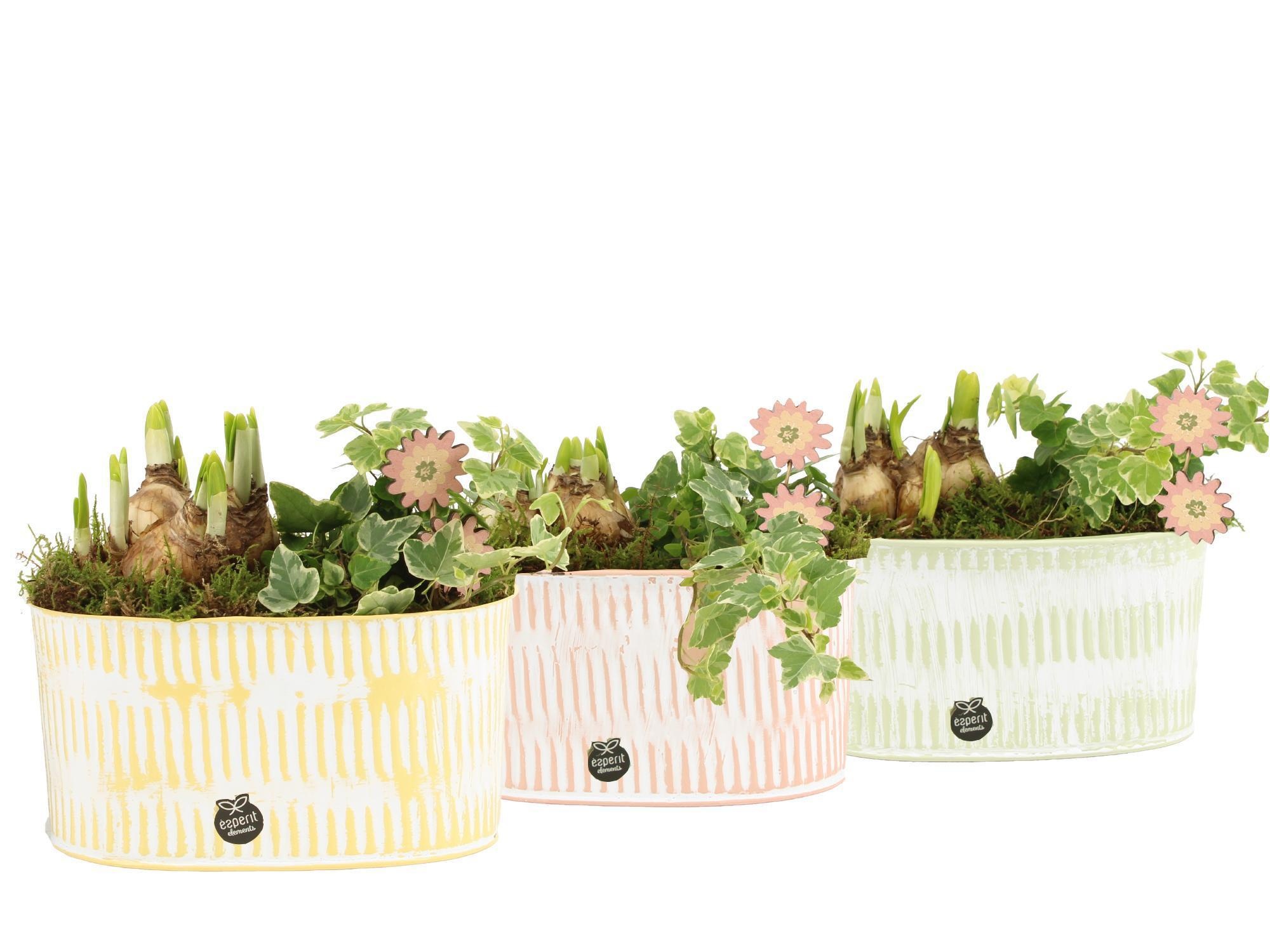 11660: Outdoor spring arrangement, D 19 cm