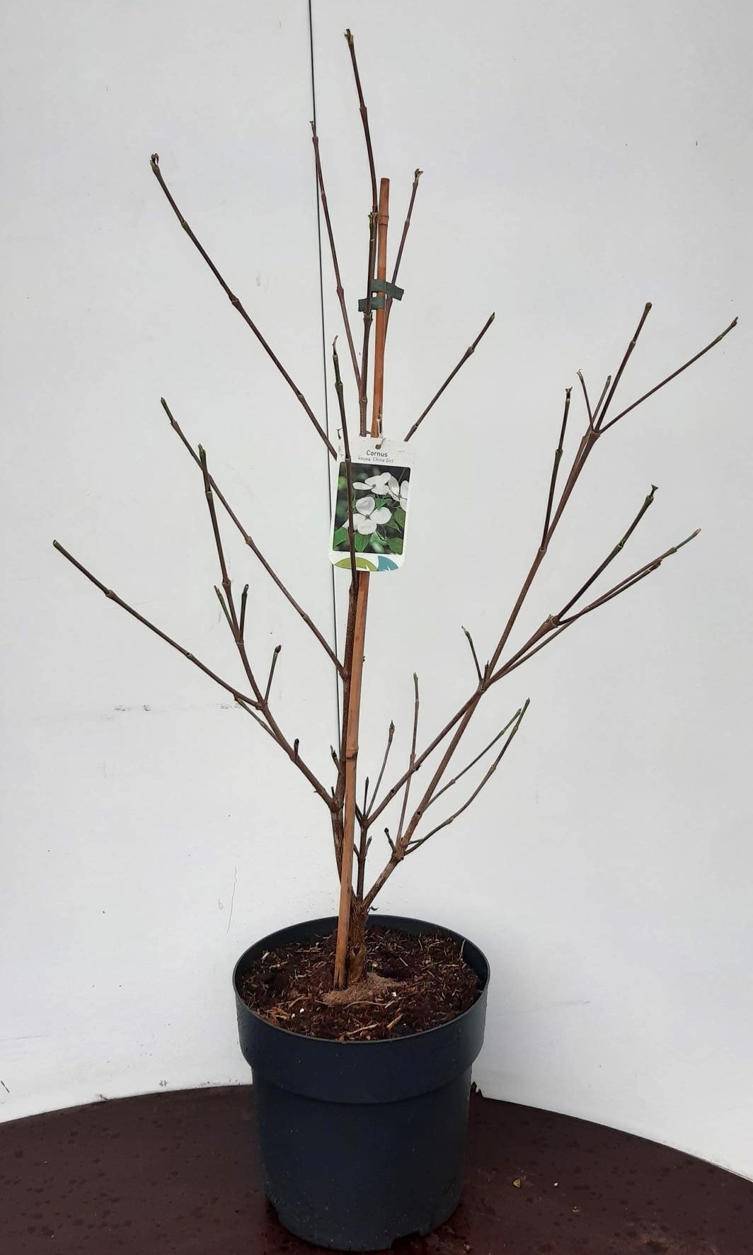 Cornus kousa China Girl 60/80C7, D 24