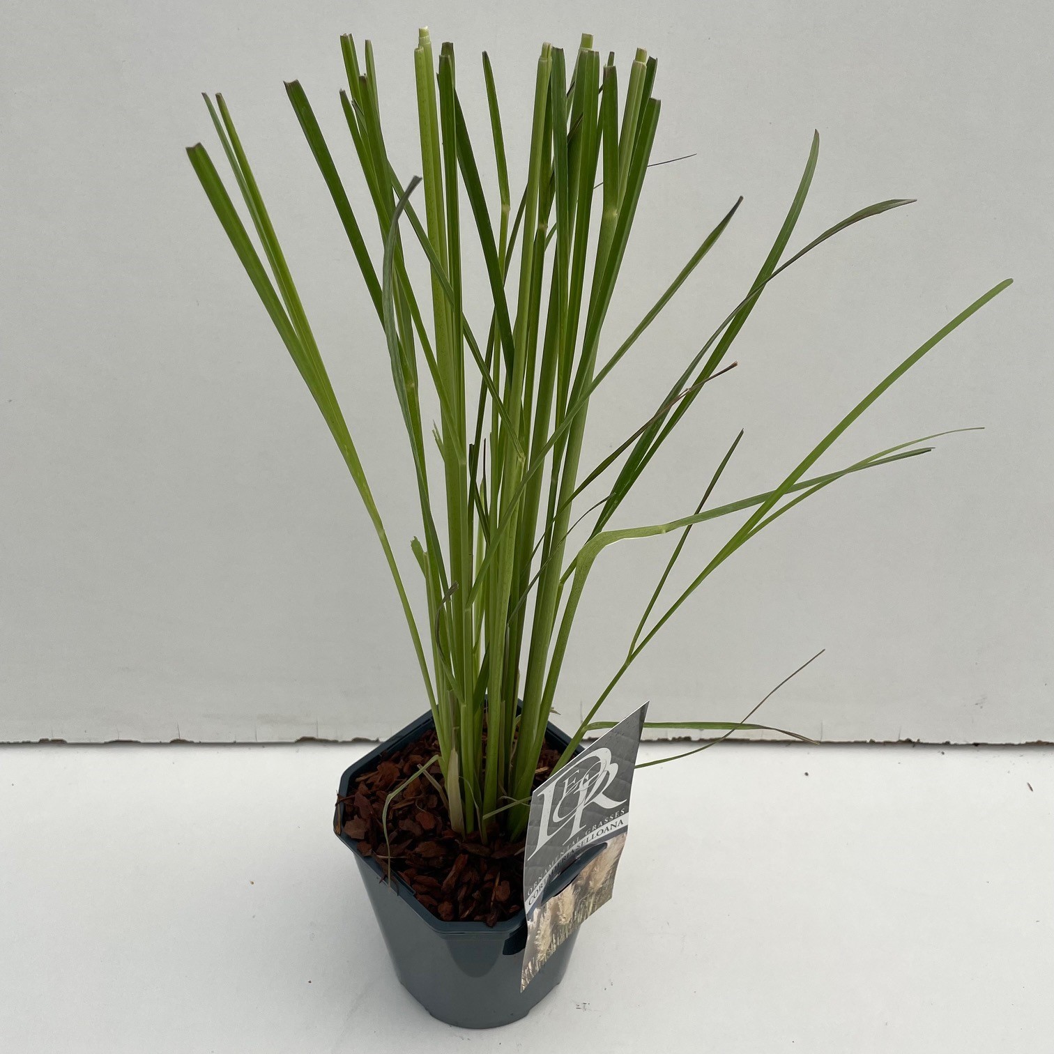 Cortaderia Selloana, D 17