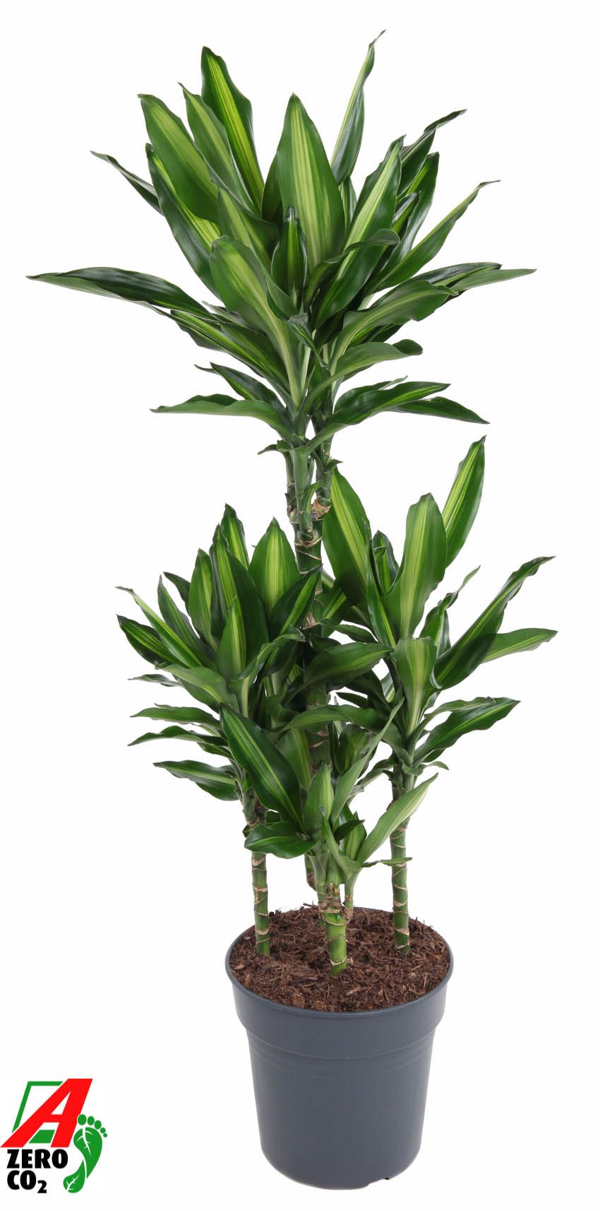 Dracaena Cintho 60-carrousel, D 24