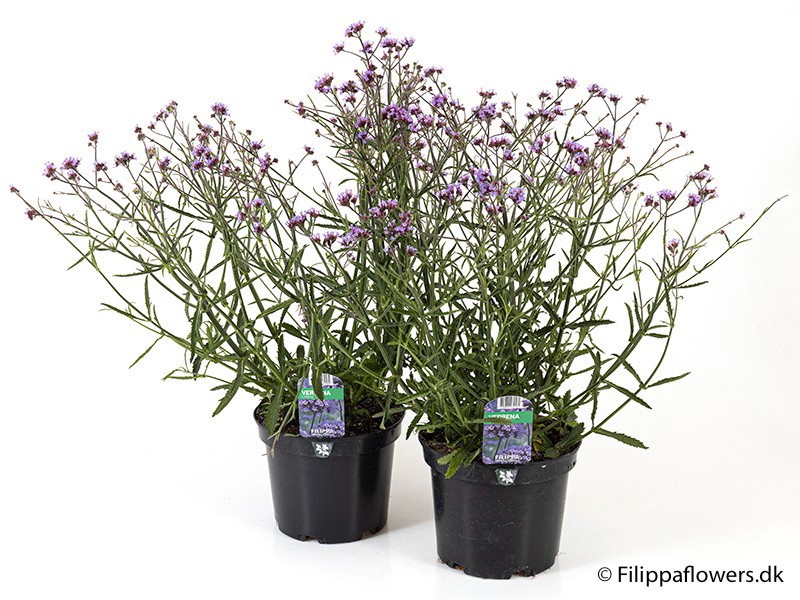 VERBENA BONARIENSIS 'VIOLETTA', D 21 cm