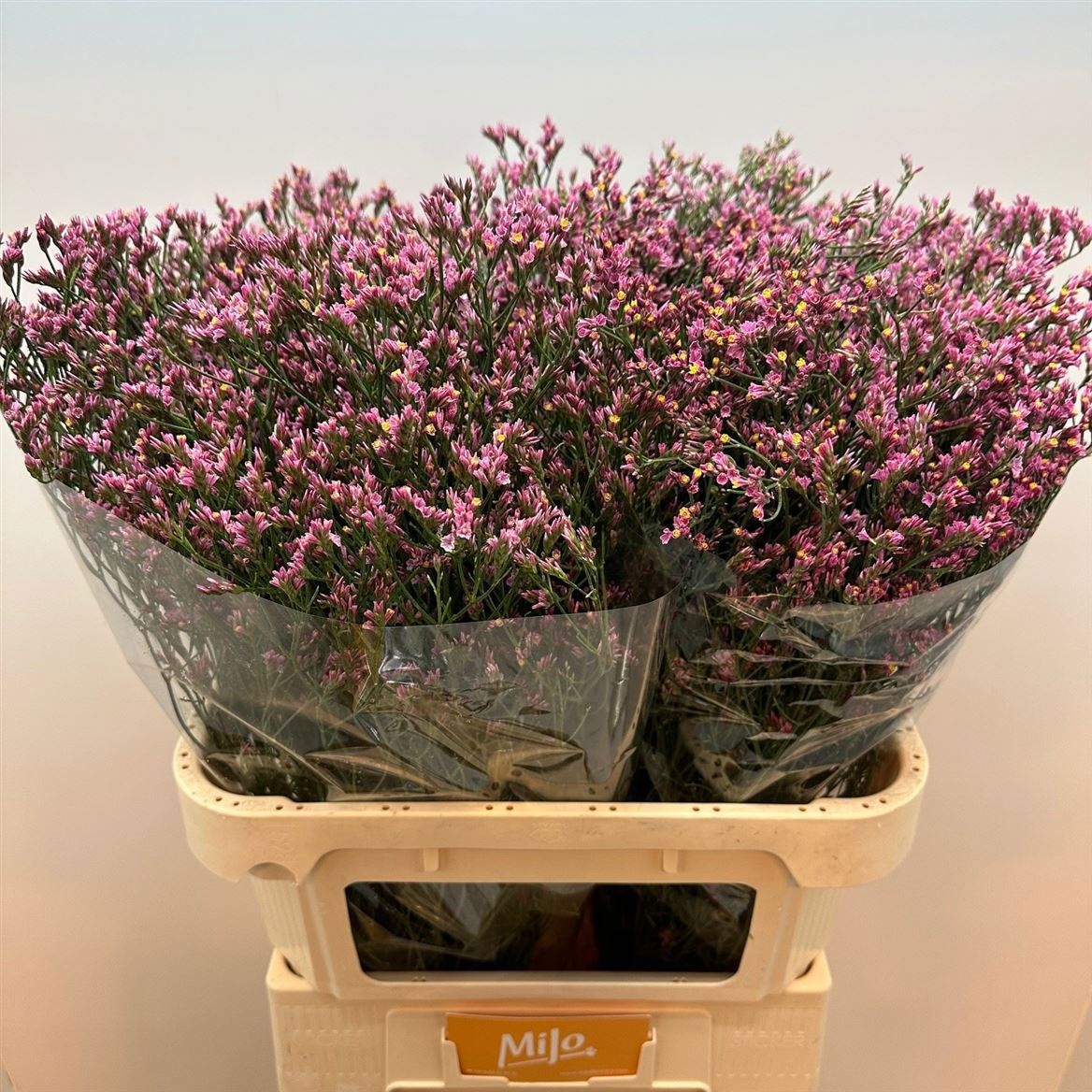 Лимониум Тифани Даймонд 80, шт.