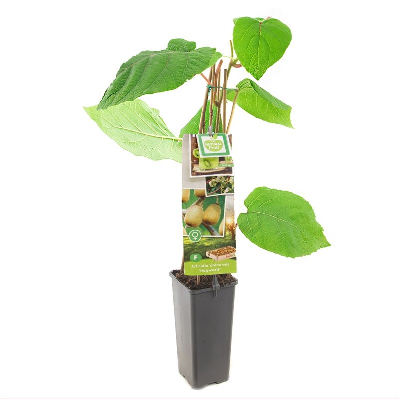 Actinidia chinensis Hayward Kiwi, vrouwelijk, D 11