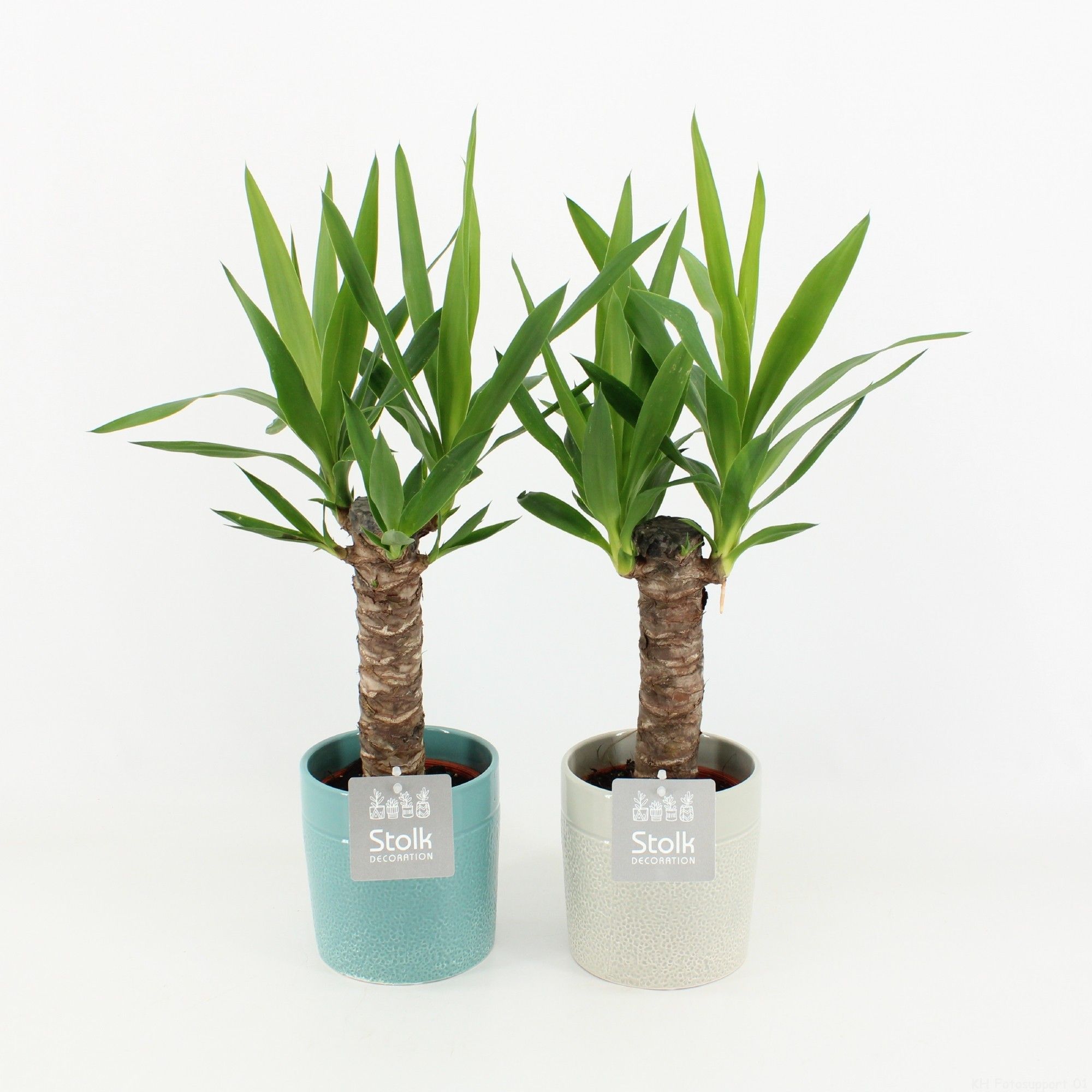 Yucca in Tess Keramiek, D 13