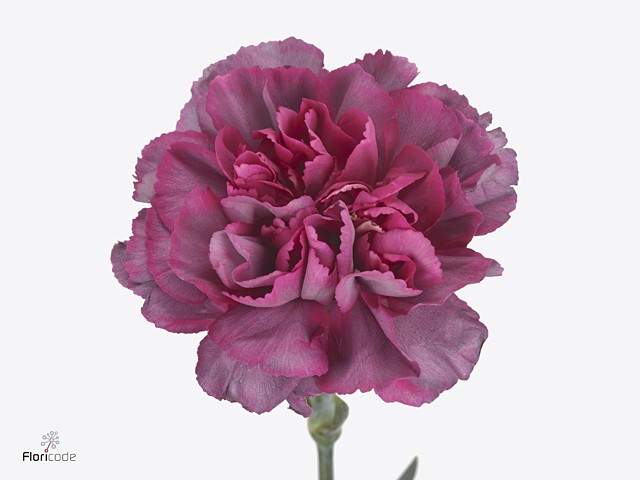 Диантус од. Гипноз (фиолет.), шт.