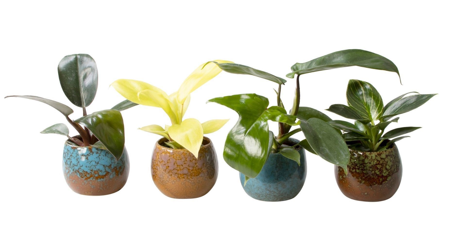 L 723 with Philodendron Mix, D 6