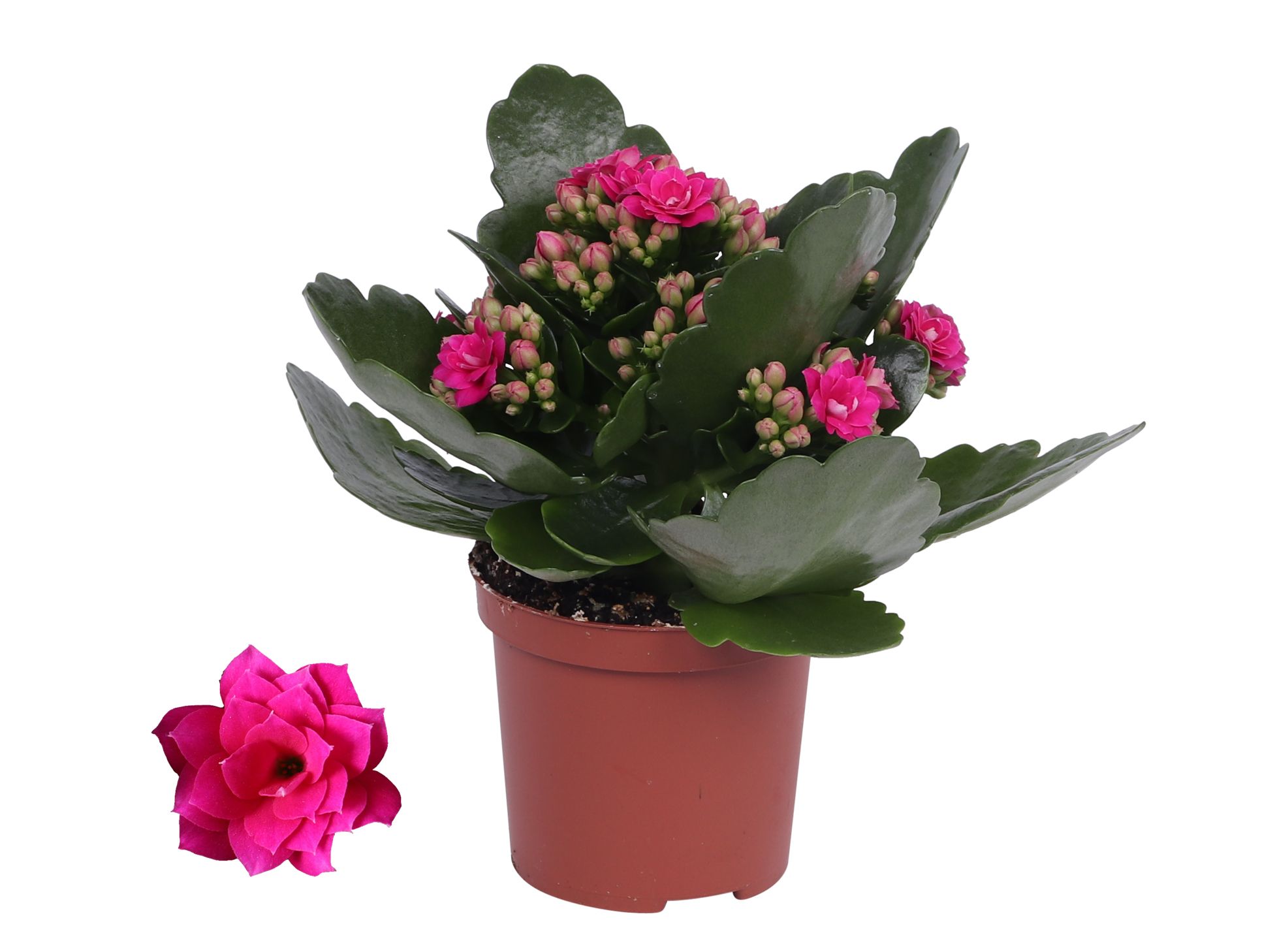 Kalanchoe Rosalina 07cm Don Victorio paars, Zonder hoes, D 7