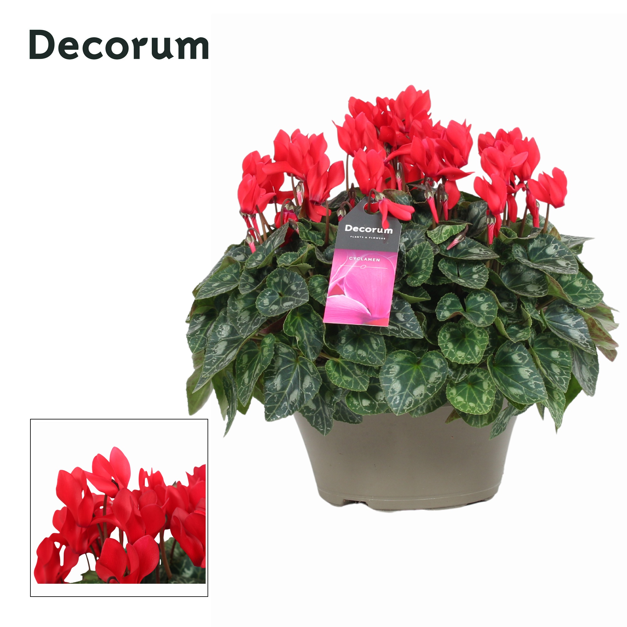 Cyclaam Garden Rood Schaal Taupe (Decorum), D 22 cm