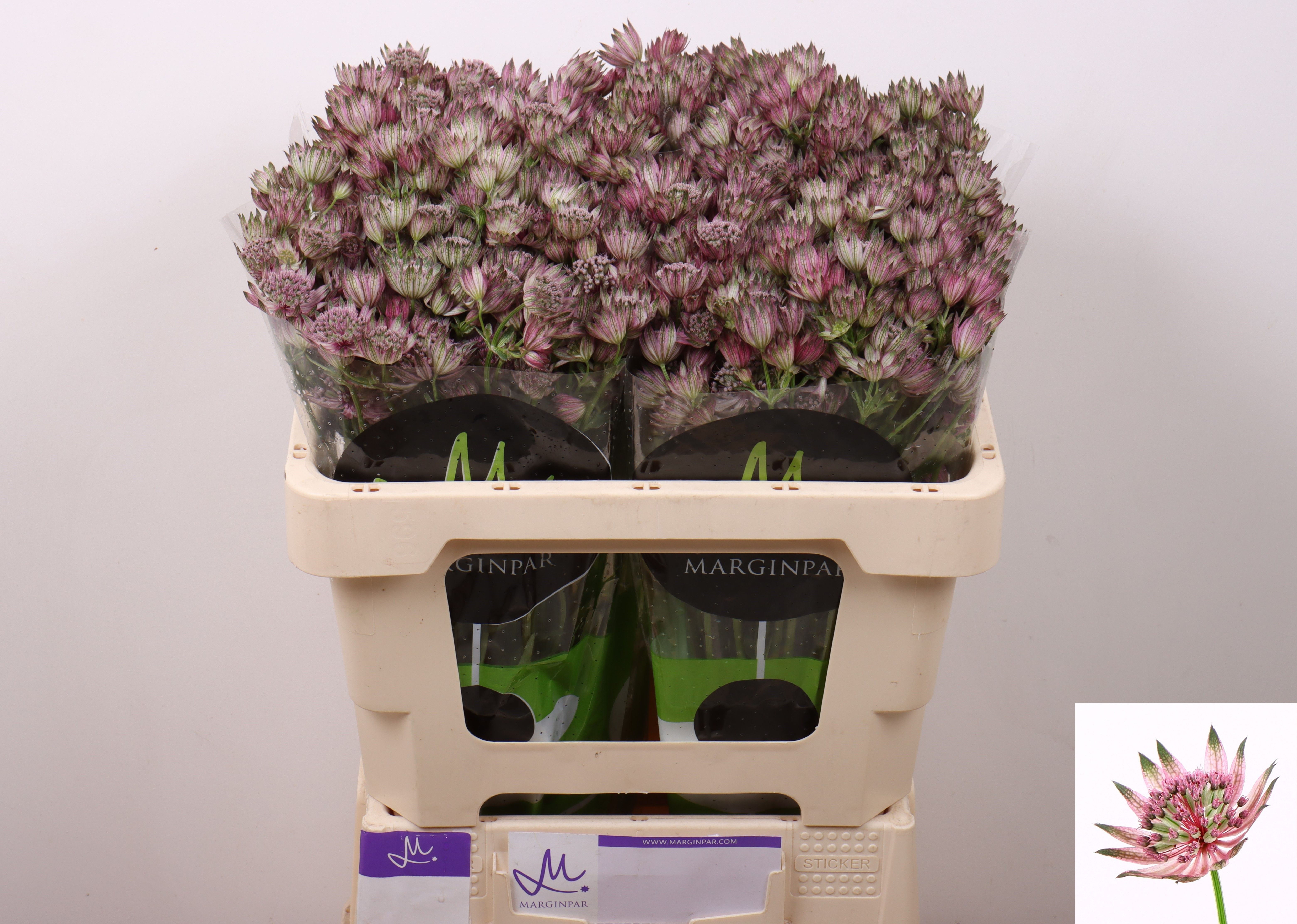 Астранция Стар Оф Африка 50, шт.