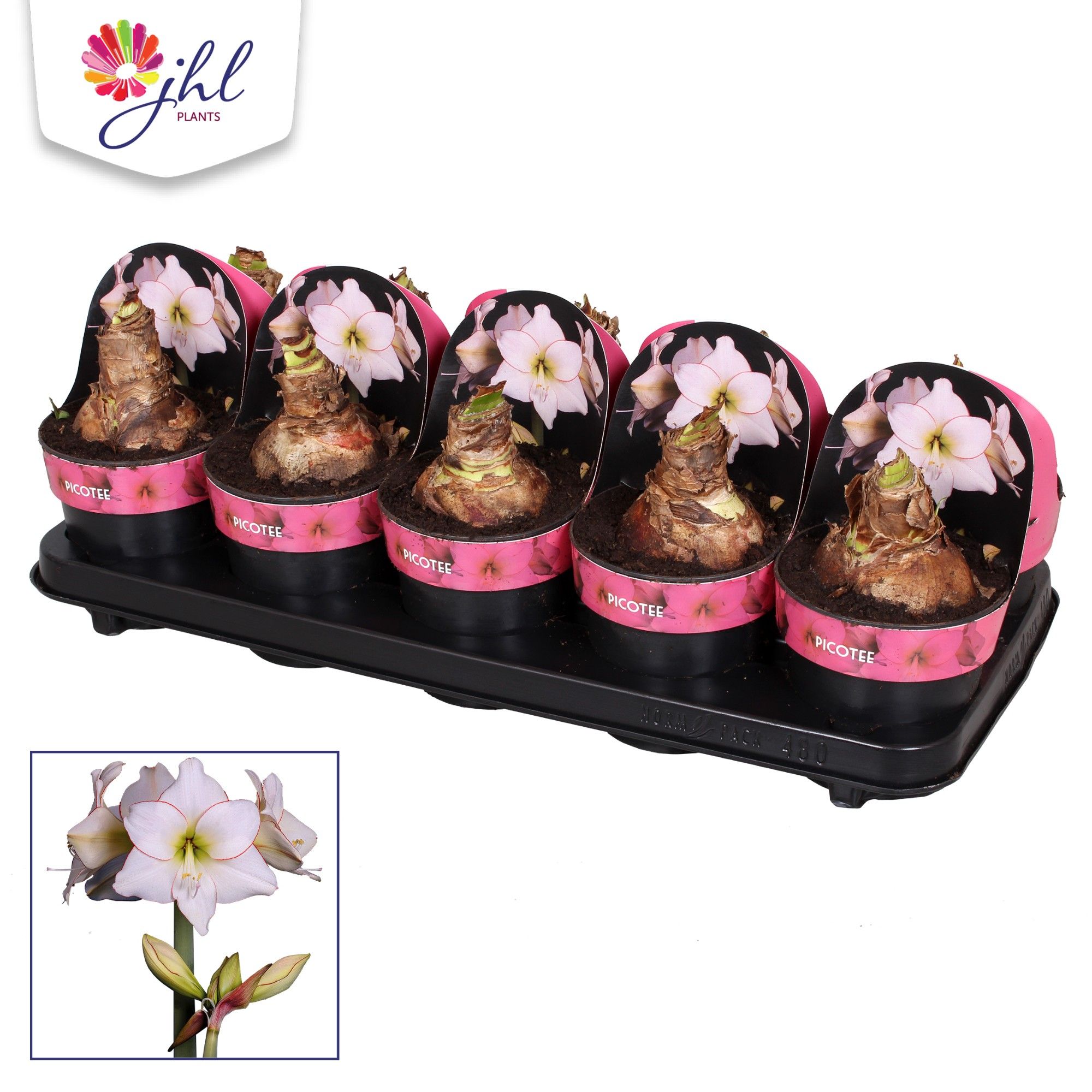 Amaryllis Picotee, D 12