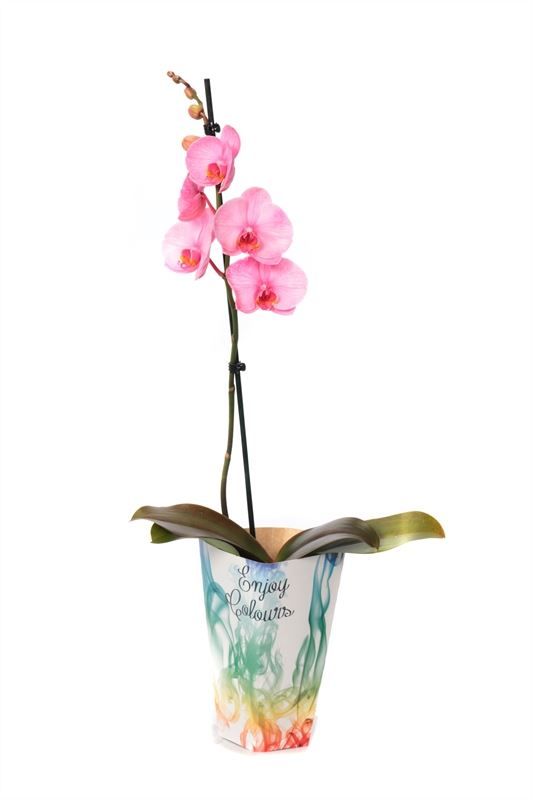 Potcover p12 enjoy Phal I am Pink 1T09+, D 12