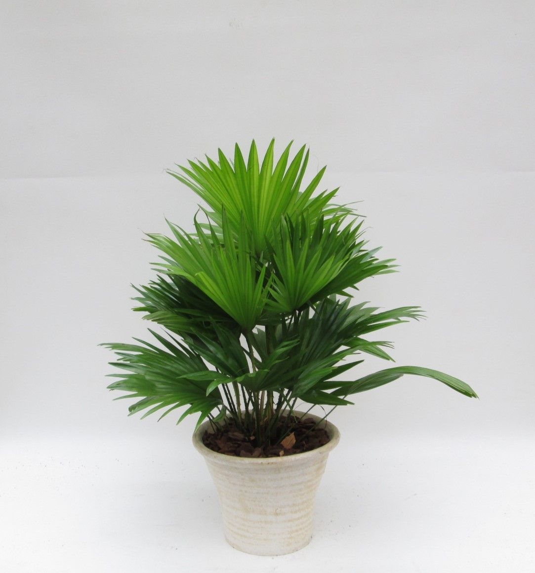 Livistona in hosta big cremé met schors, D 23