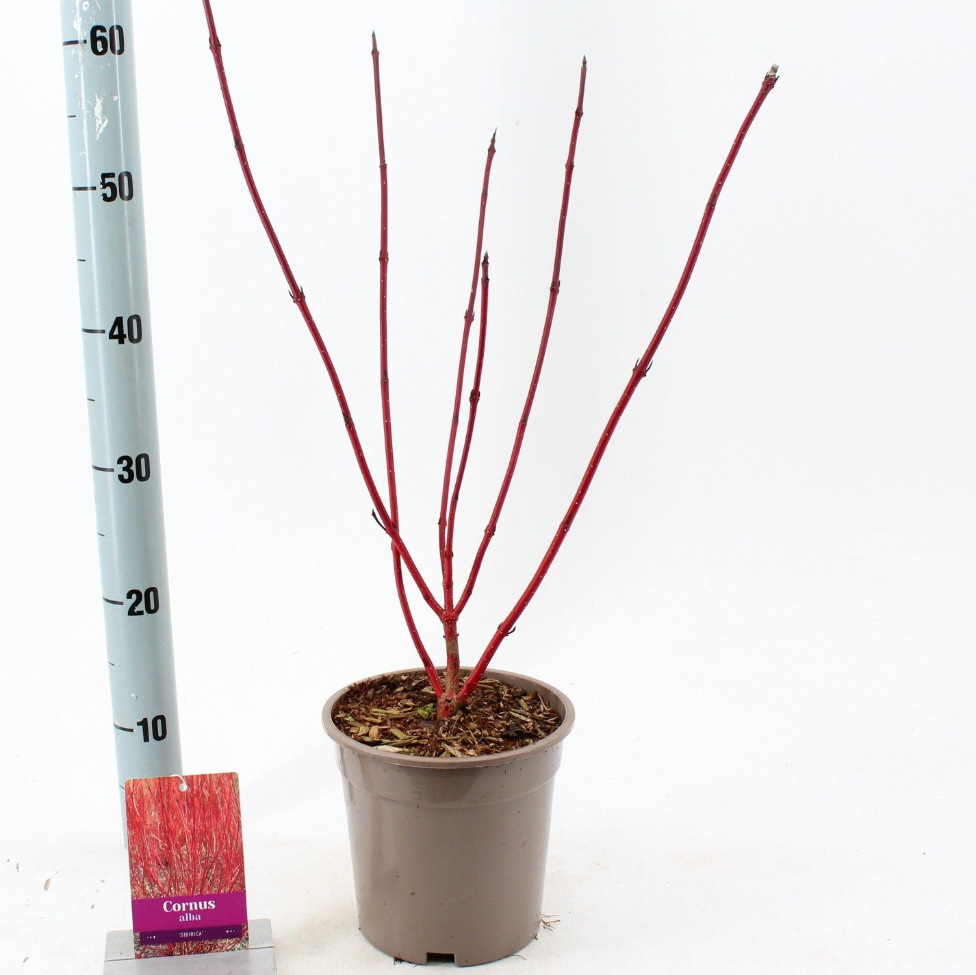 Cornus alba 'Sibirica', D 17