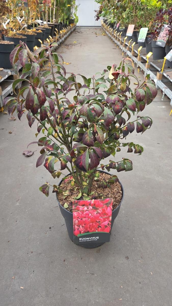 Euonymus alat. 'Compactus', D 29