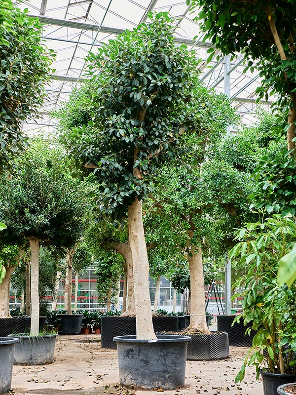 Ficus rubiginosa 'Australis', D 110