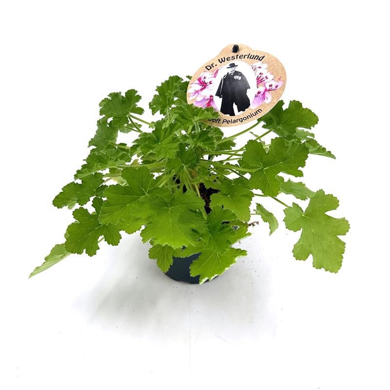PELARGONIUM GRAVEOLENS H702 Dr.Westerlund, D 12 cm