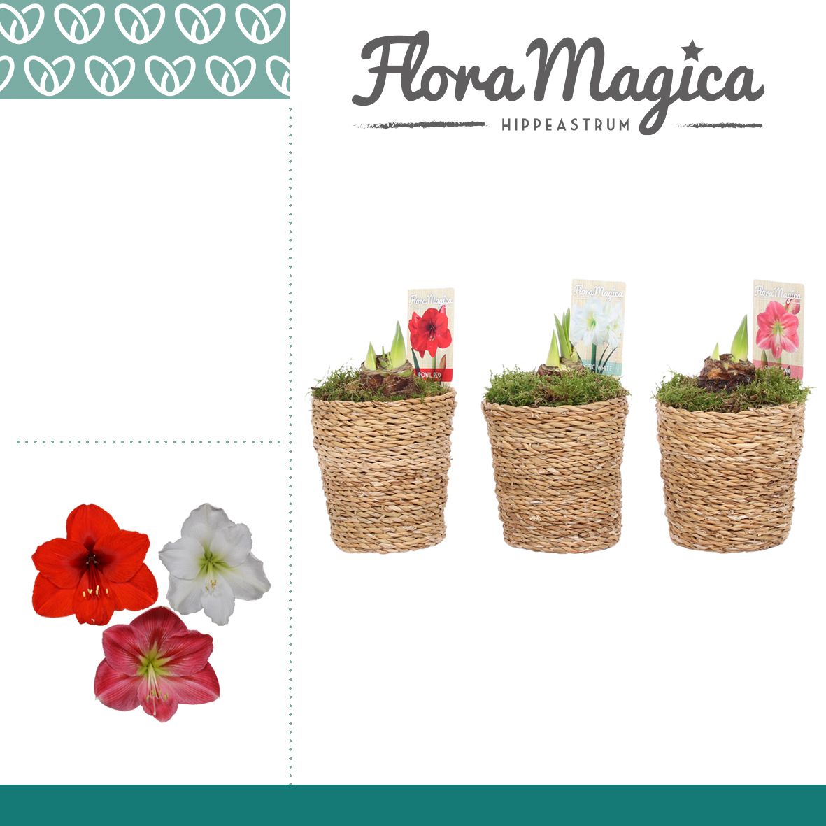 Amaryllis Mix 2 Knop in Ruby, D 12