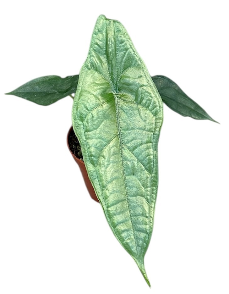 Alocasia Dragon Breath, D 8