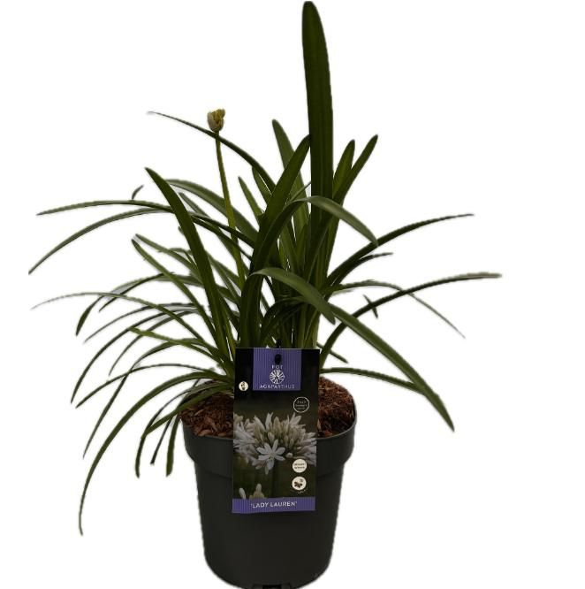 Agapanthus 'Lady Lauren' P17 EVERGREEN, D 17